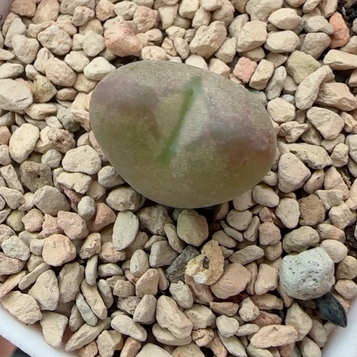 多肉植物桃将杂23号