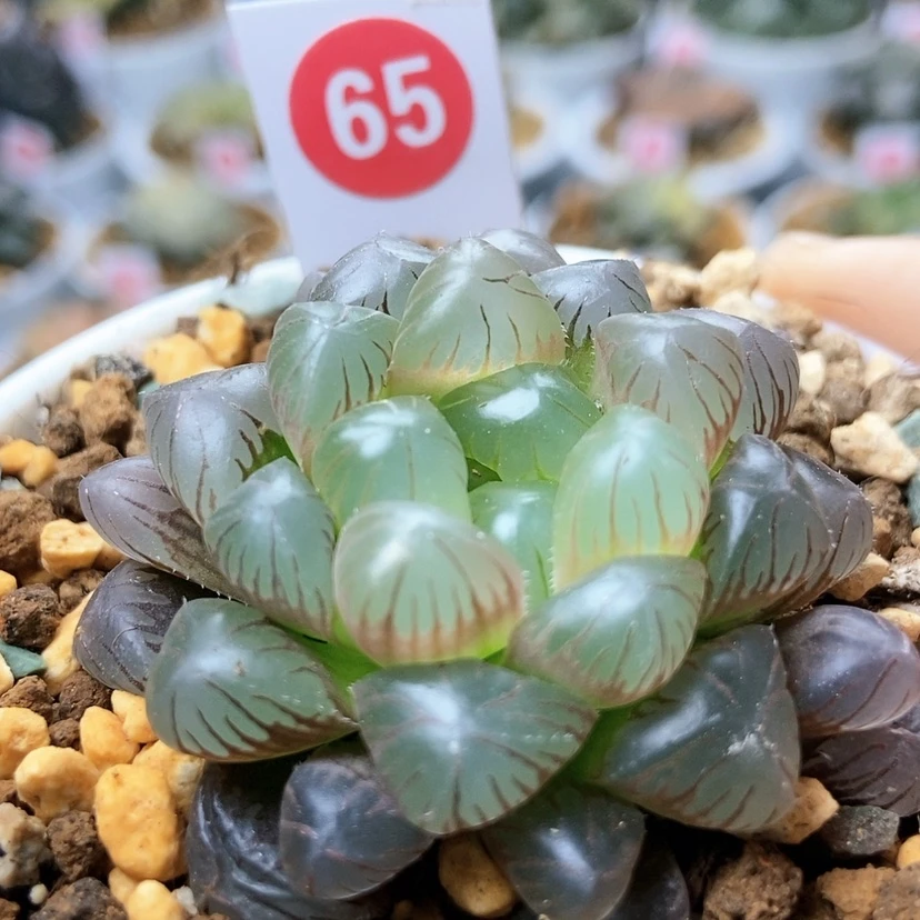 【闪购商品】R***Q65红粉佳人