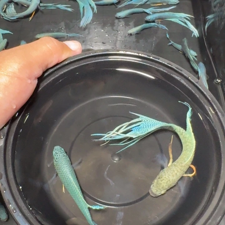 斗鱼直播间对图库存38