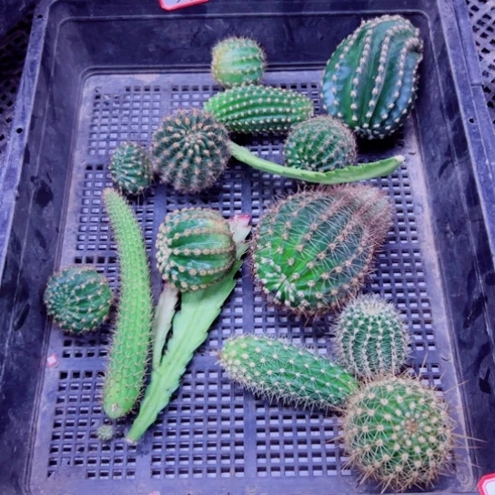 下90筐拍侧芽徒长歪小斑点无根侧芽无售后