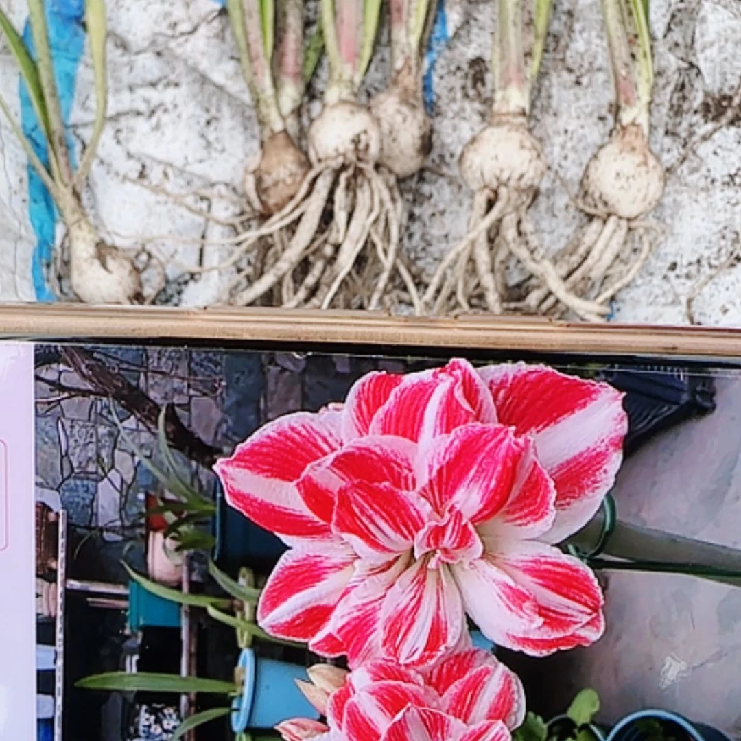 【闪购商品】无花朵3颗装惊奇铃声