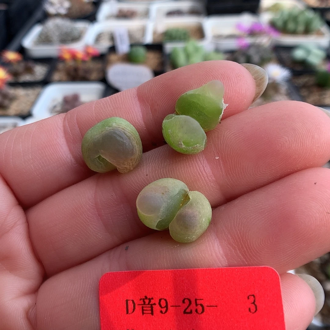 9-25-3 拉登怪3颗 轩