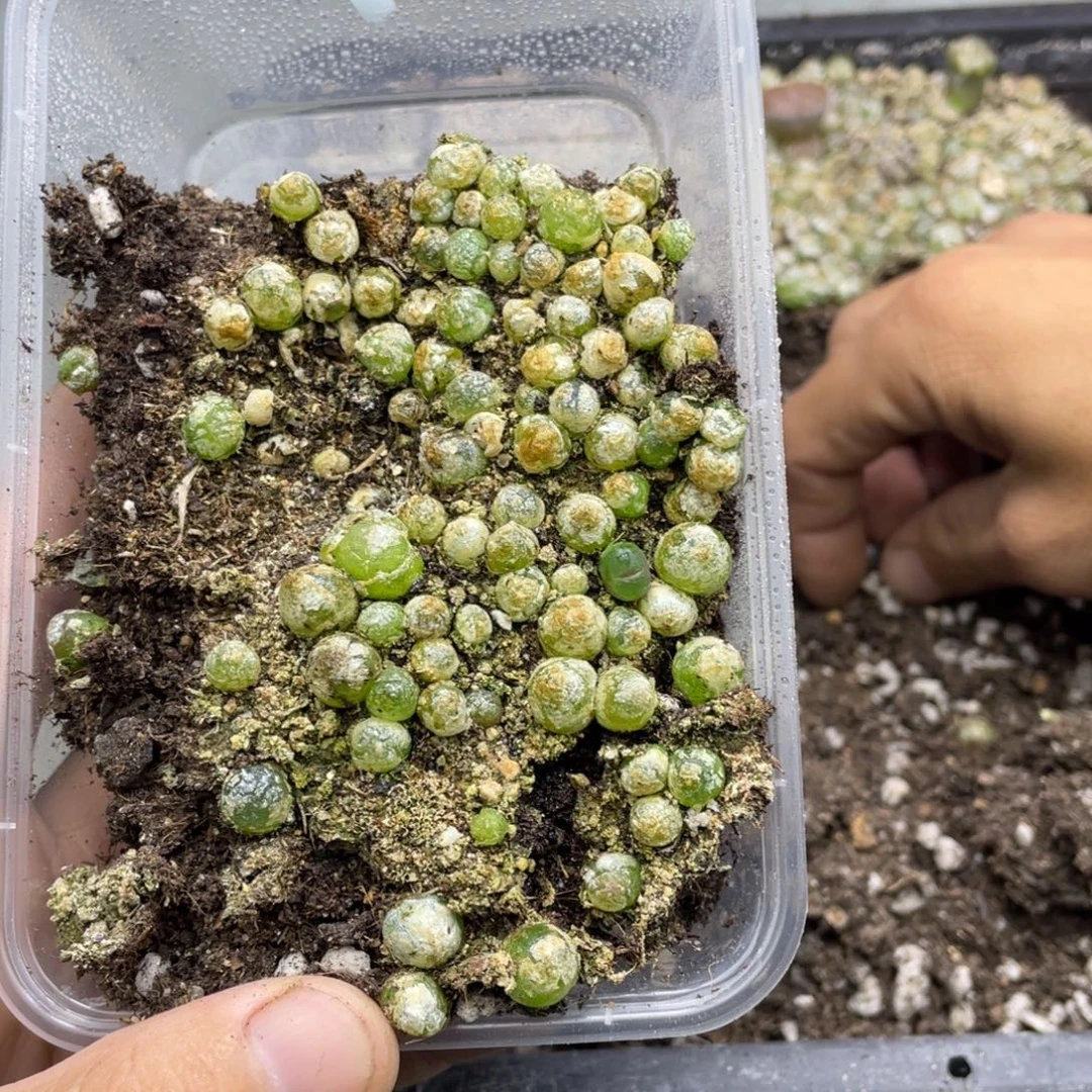 黑***.000000000000000369