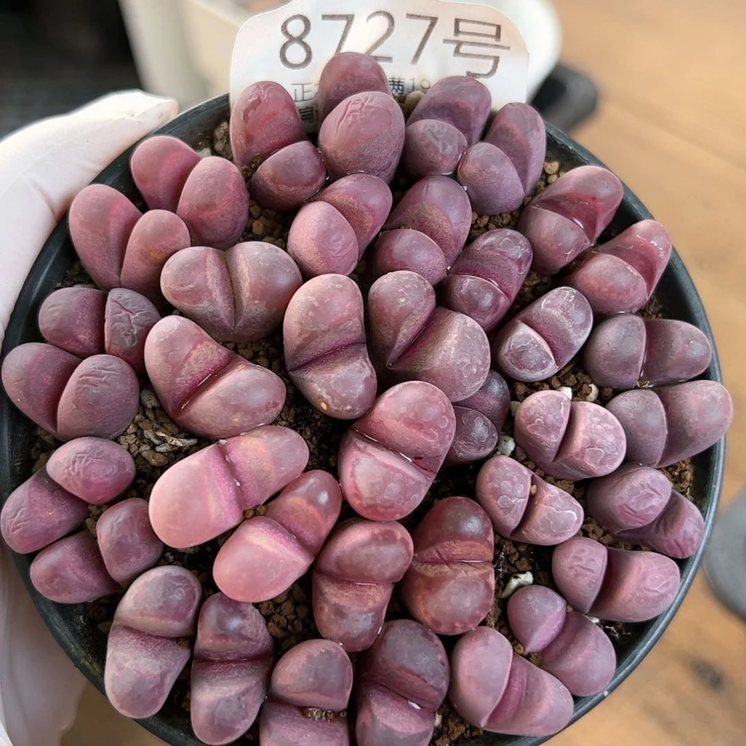 8727红大内双头mo mo