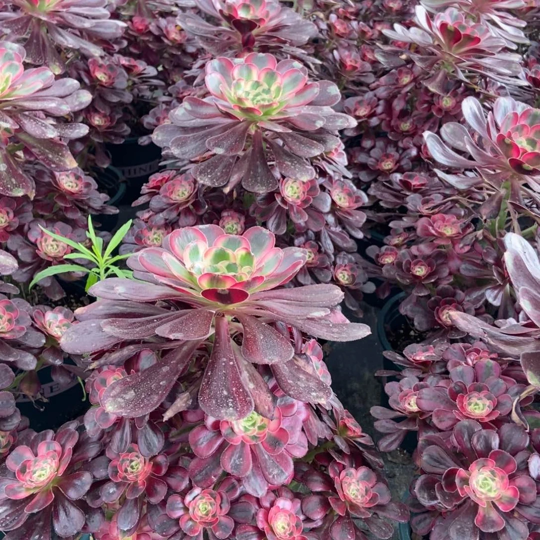无花朵原盆原土发货，不包成活