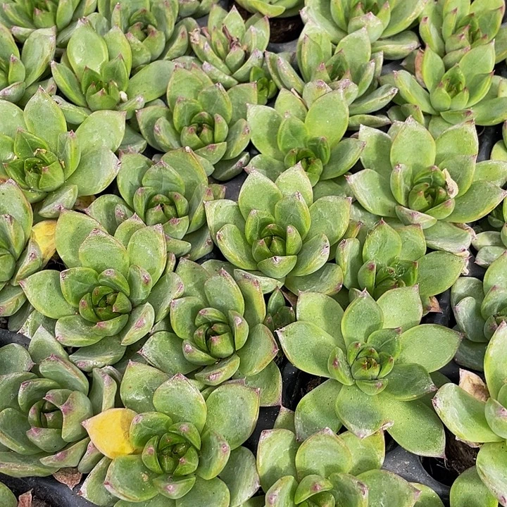 2颗一组小月亮石2颗