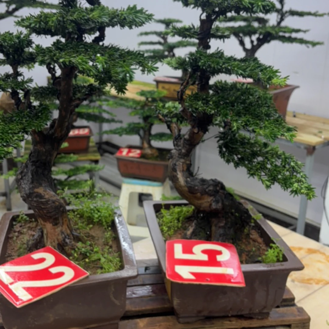 罗汉松艺术盆景全场