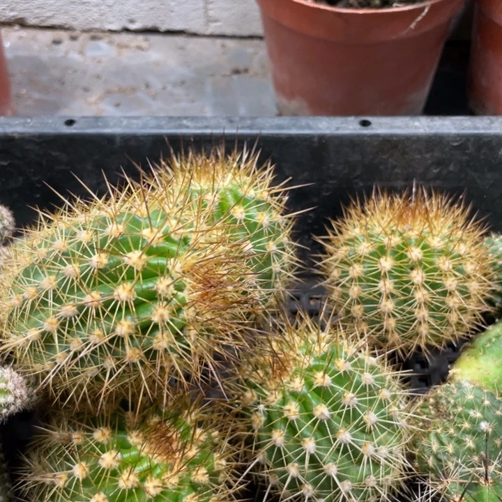 火焰魔术毛花住侧芽一个6.88