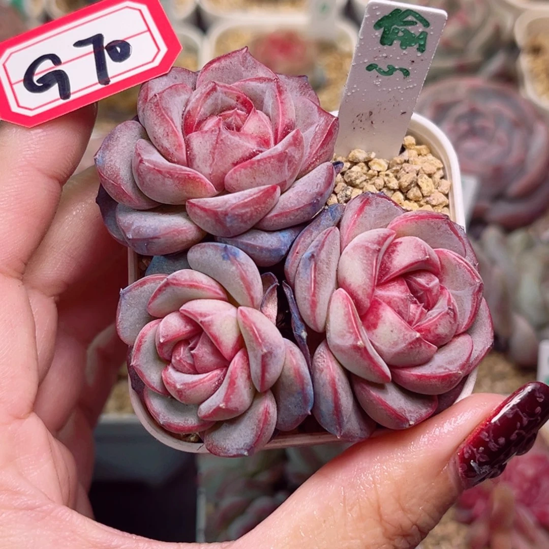 满*星G70一物一拍 偷心