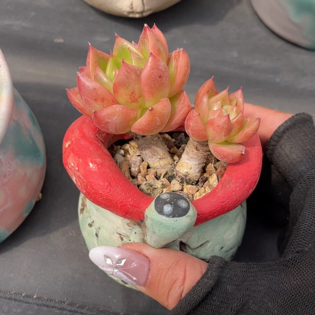 枫叶东云老桩带盆