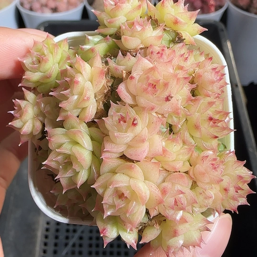 多肉1219-78优选麦秆群