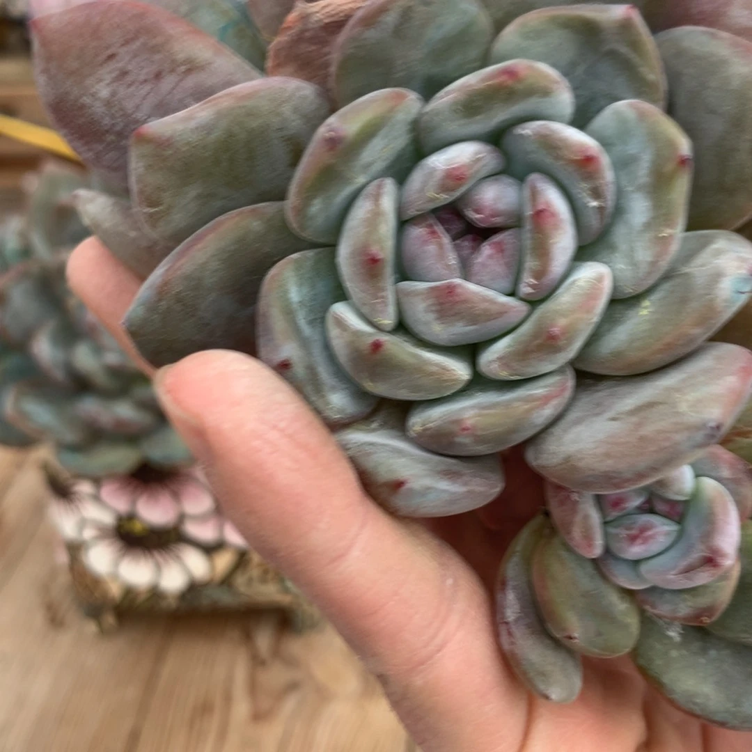 诺**贝诺米突尼斯发货多肉