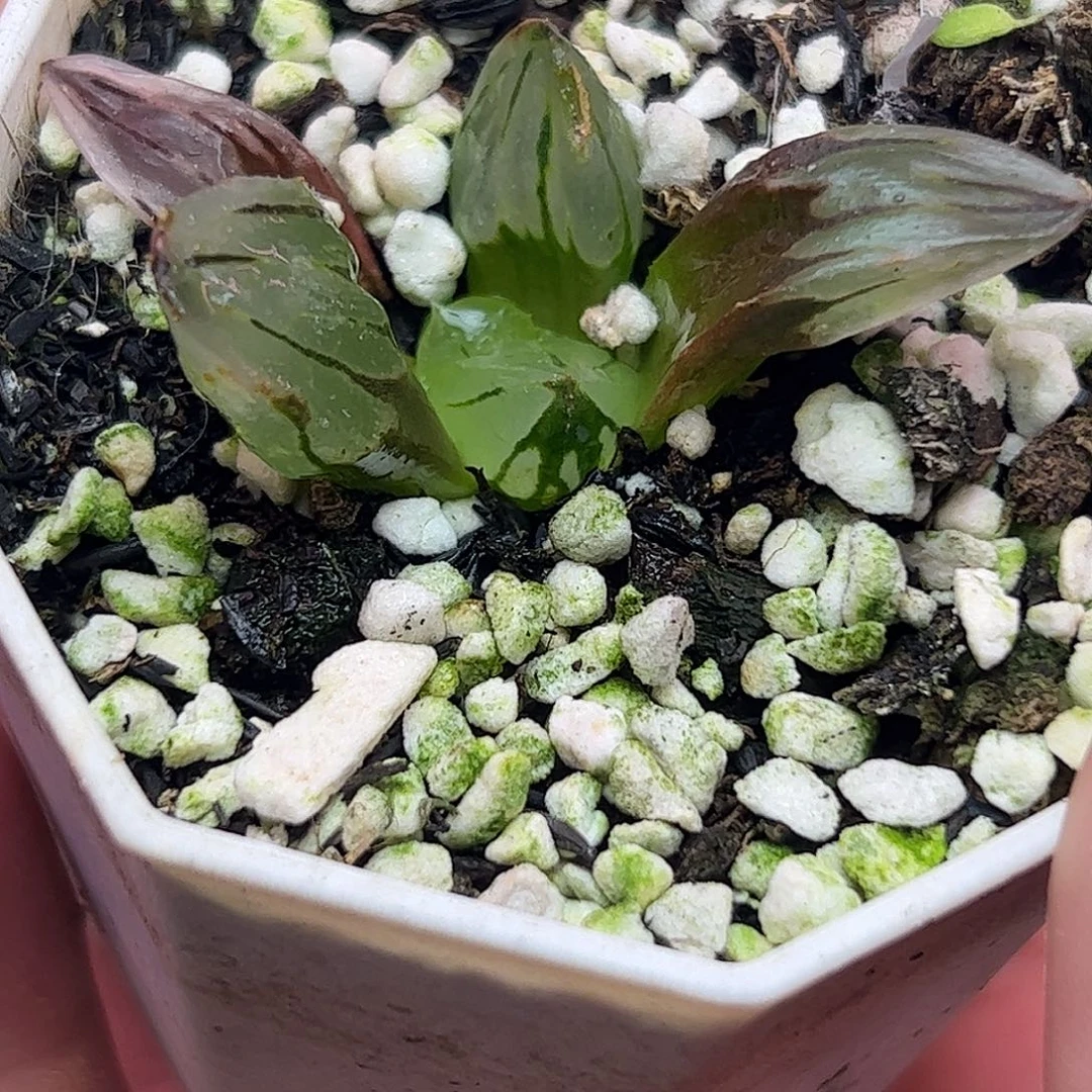 冰鸾玉十二卷多肉植物