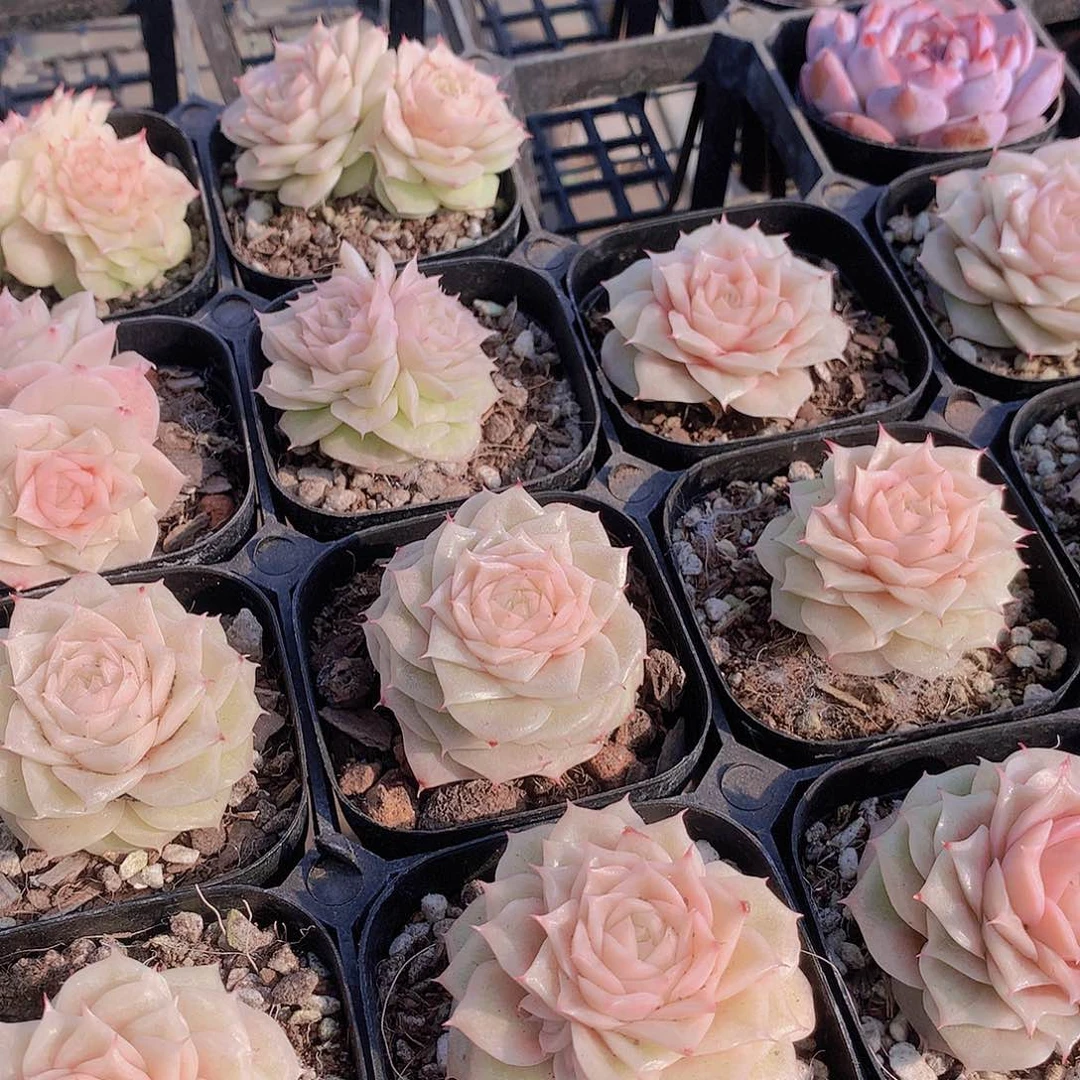 月影虾饺34567889990000