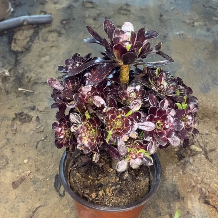 水墨丹青多肉植物048