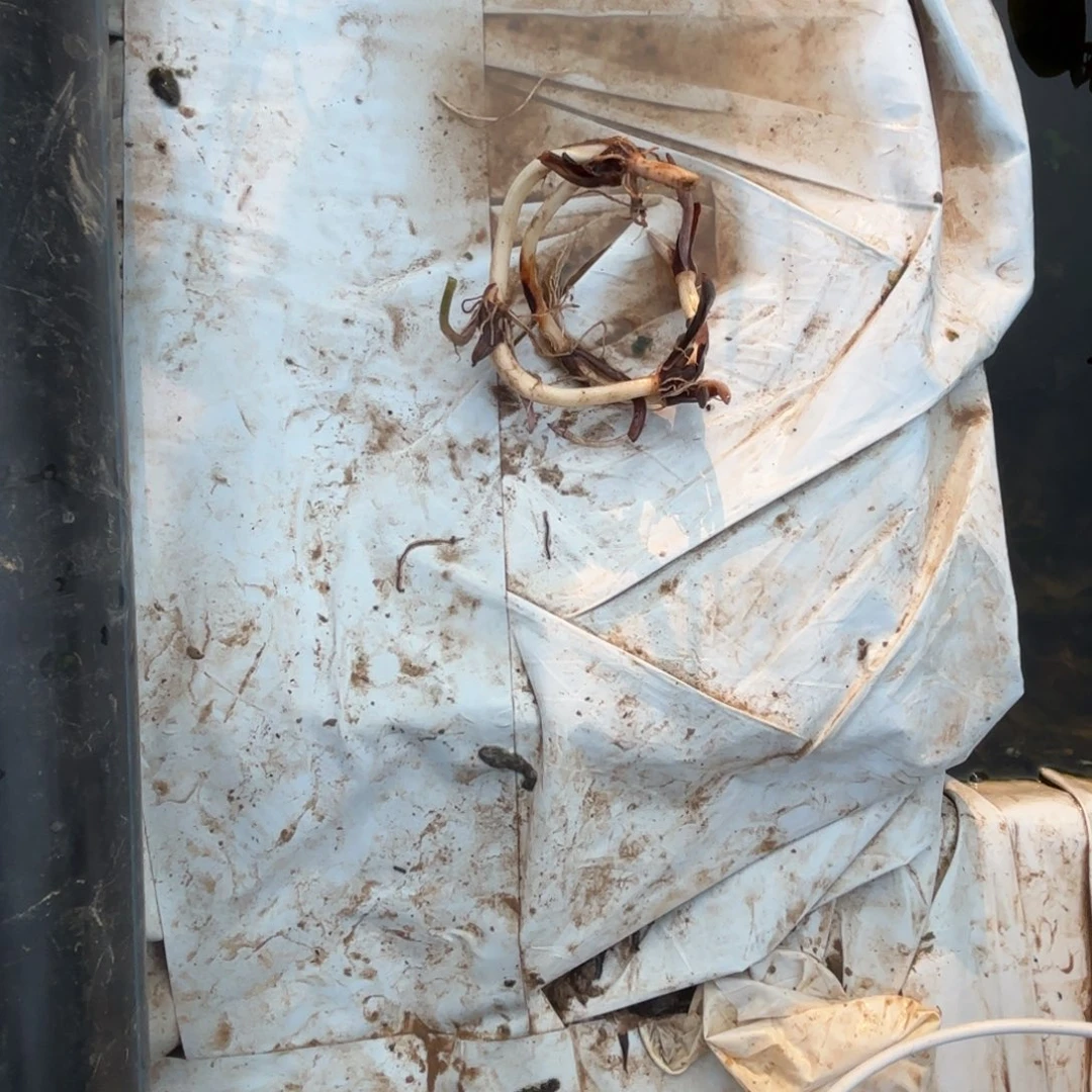 ****末完全开放霓裳种藕520