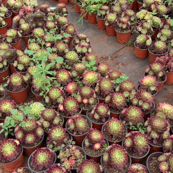 海仙手捧花啊啊啊