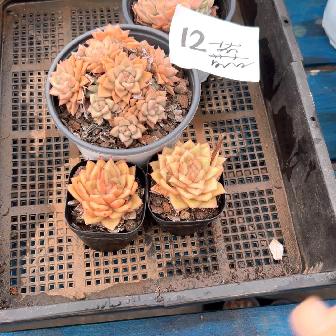 徐****囍12）吃吃喝喝才v哈哈