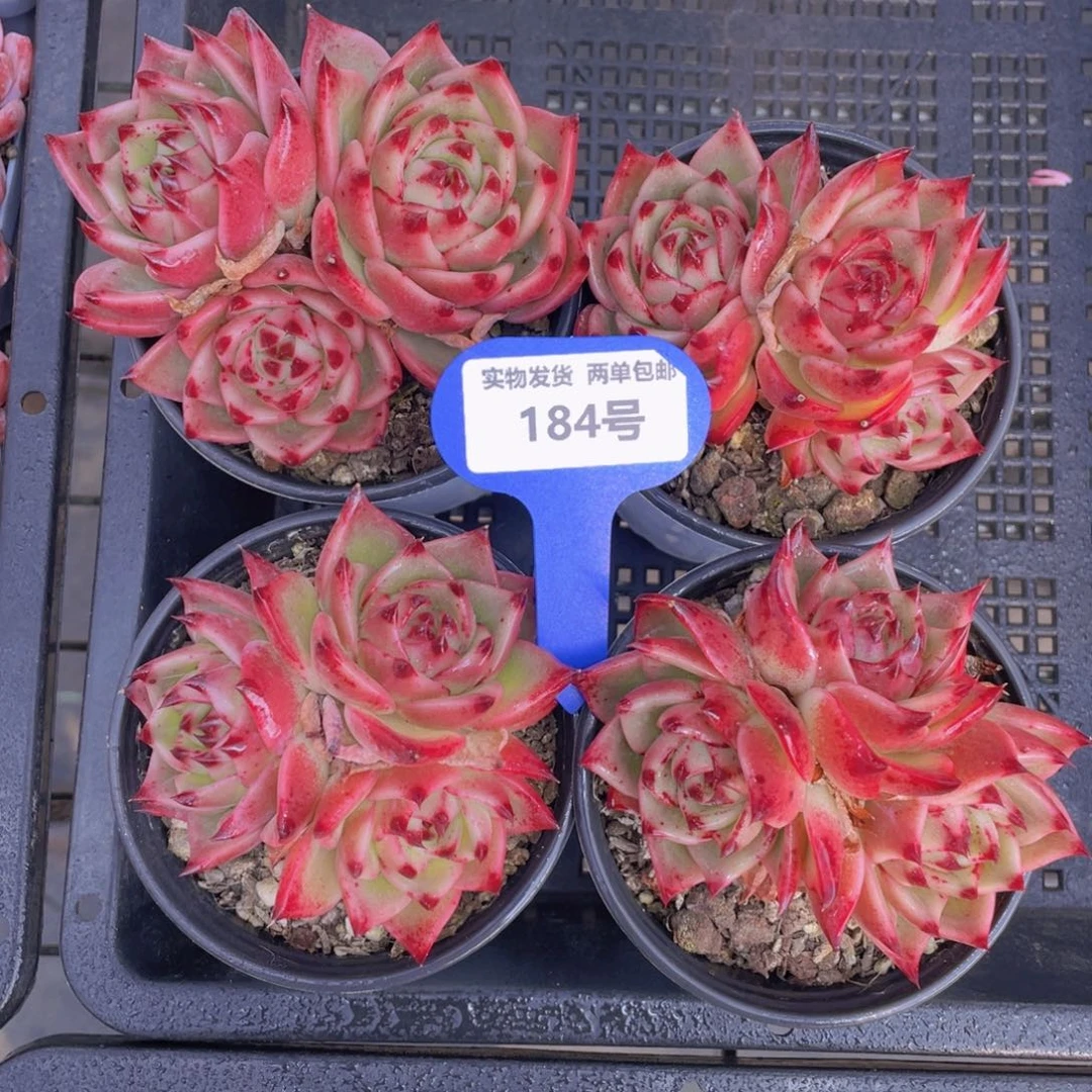 184号蓝龙群生一个