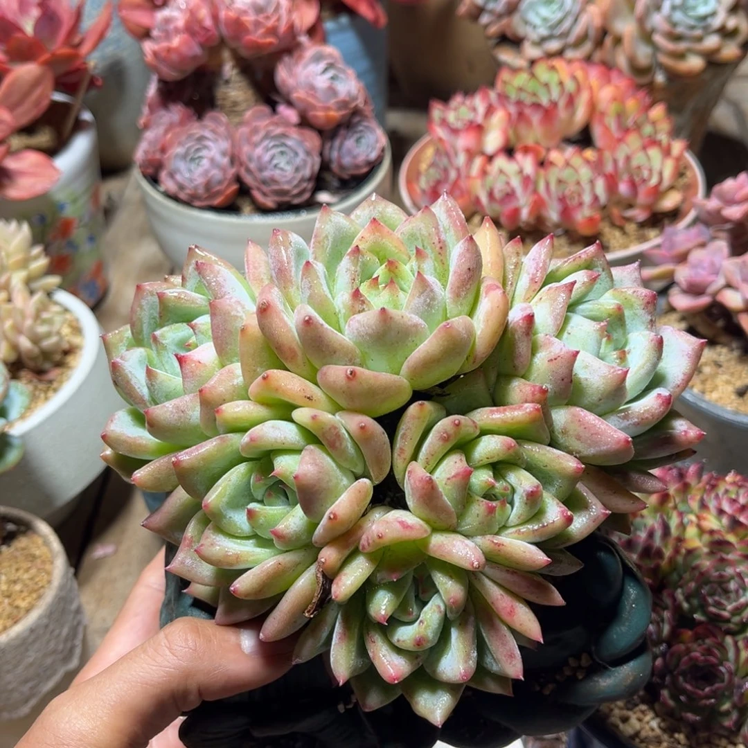 爱心白拉糖多肉植物rucijinm