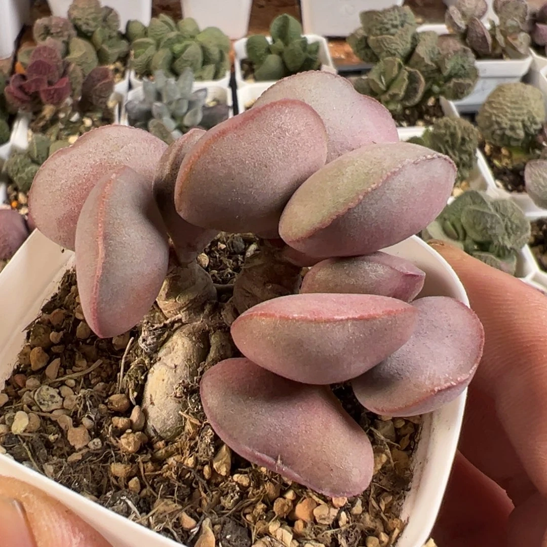 白肌红蛋多肉植物水泡
