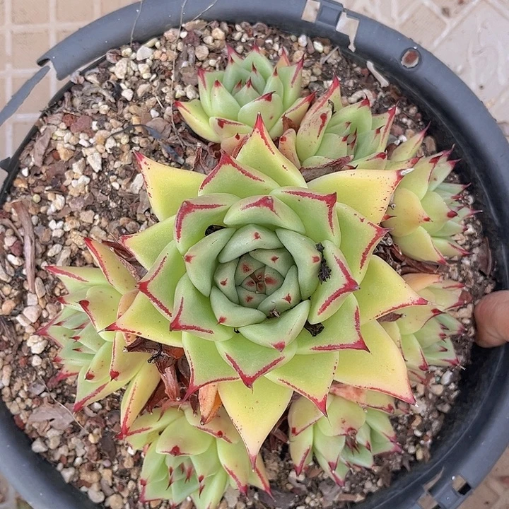 黄皮乌木27200多肉植物