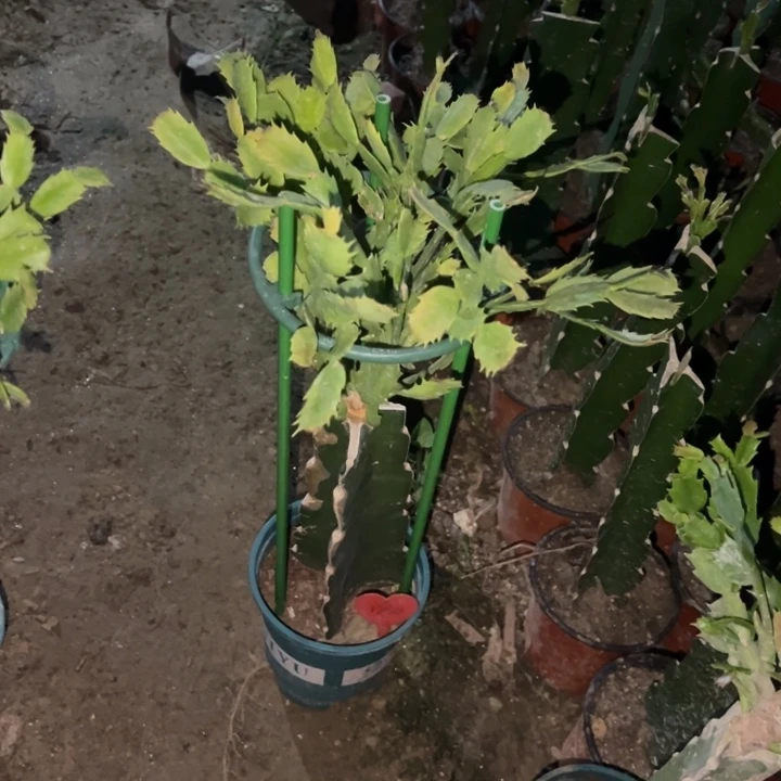 余***解当前无花栽培后可以开花荷花妹妹1850