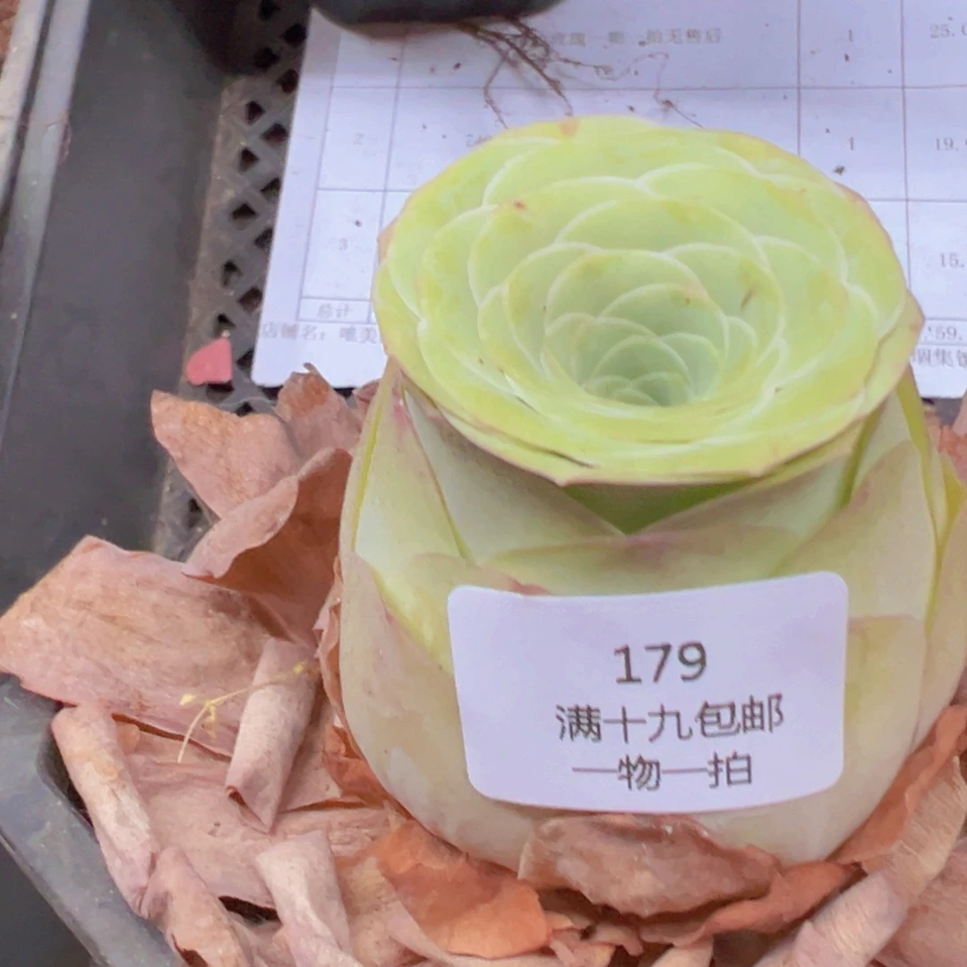 179 带盆土发货无售后