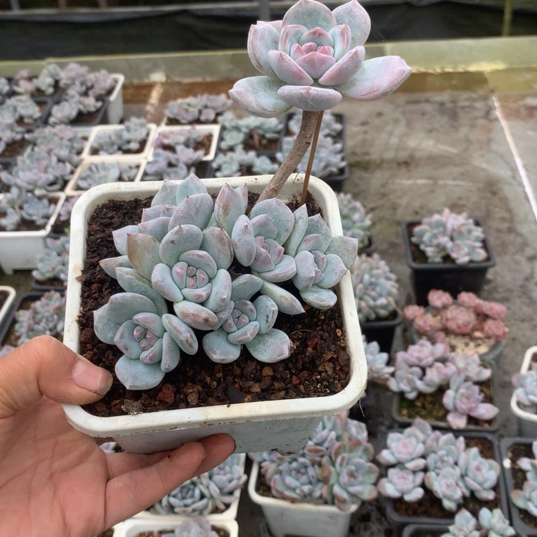 无花朵哈哈哈哈哈哈哈114
