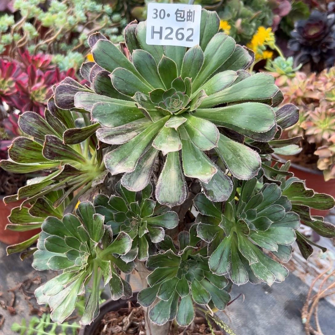 温*吖262拉丝锦多肉法师