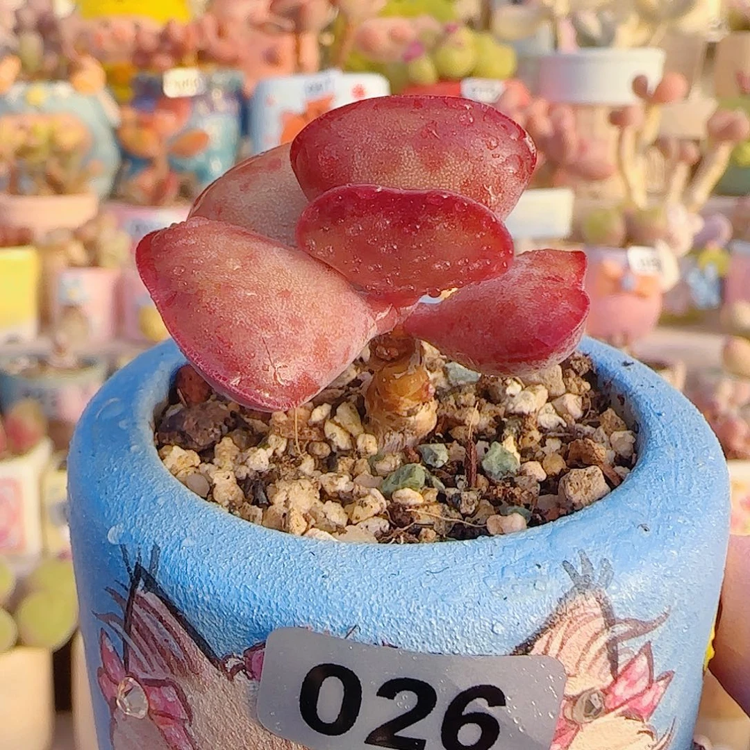 L 爱心水泡 盆口4cm