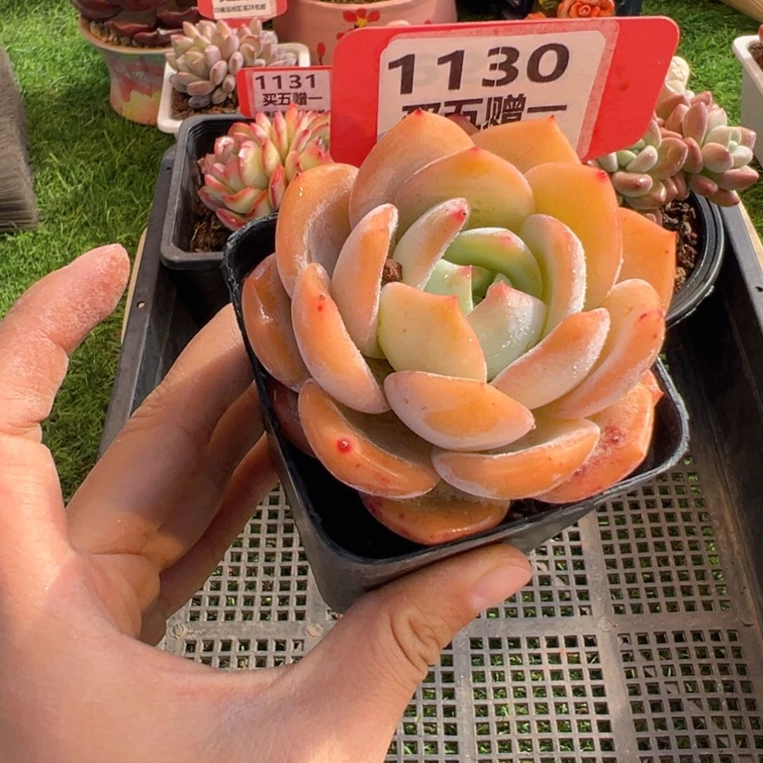 表妹精品多肉1130.