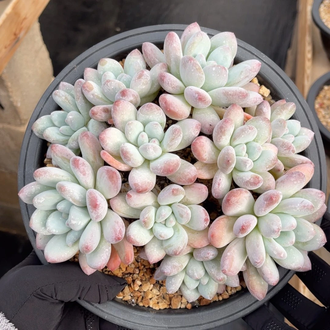 香水一物一拍不支持退换