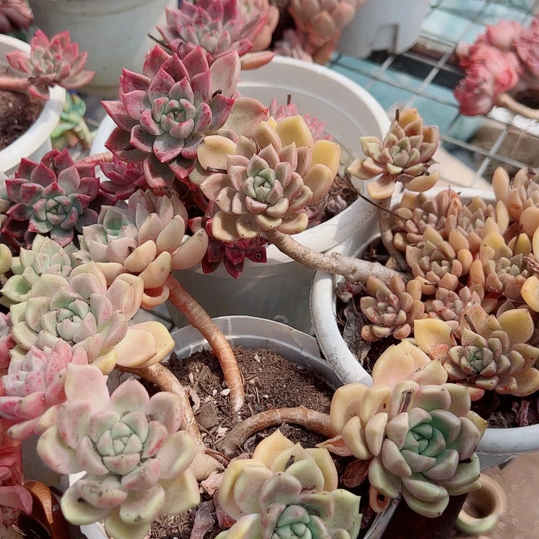 3盆璀璨 多肉植物