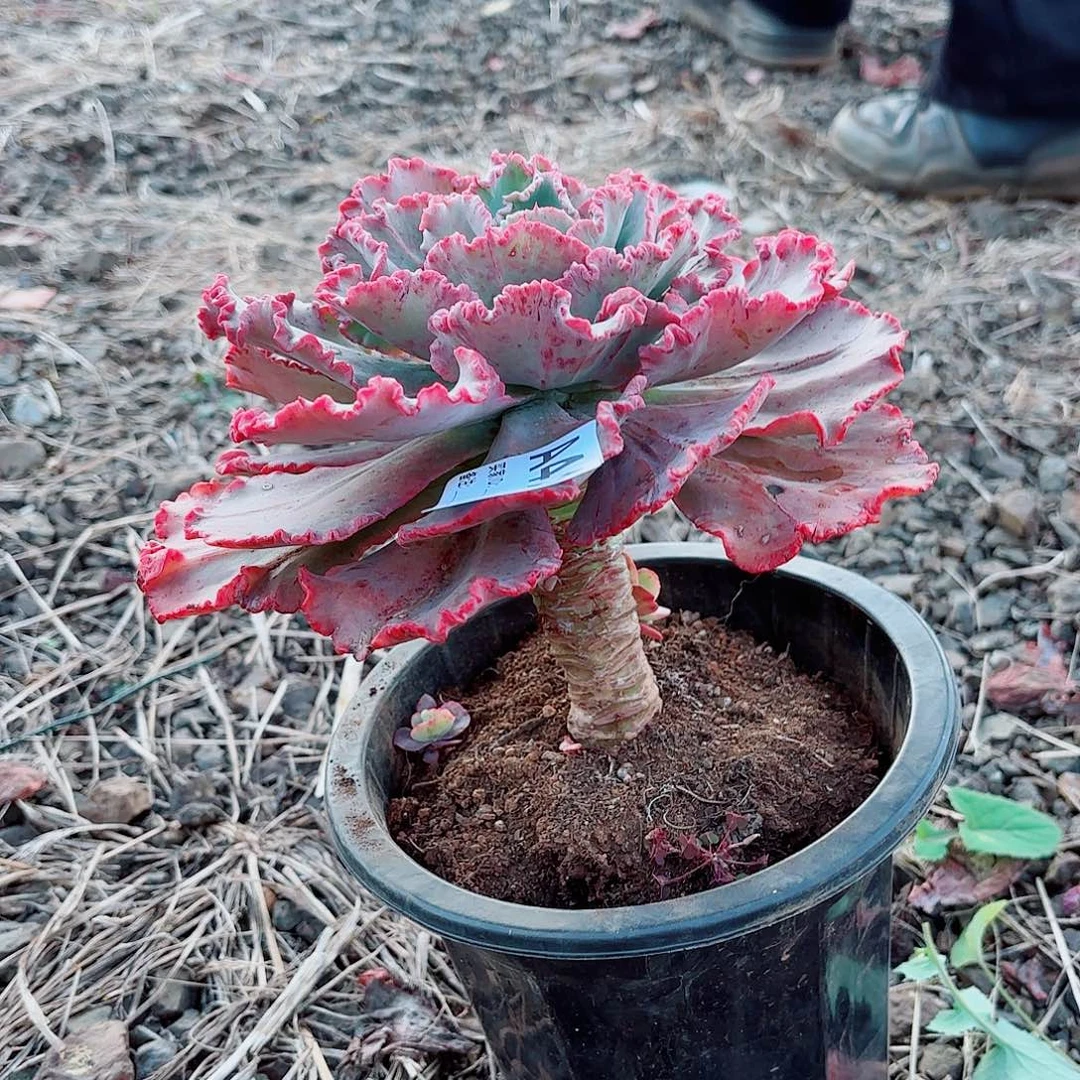 微****舞会红裙多肉植物471号