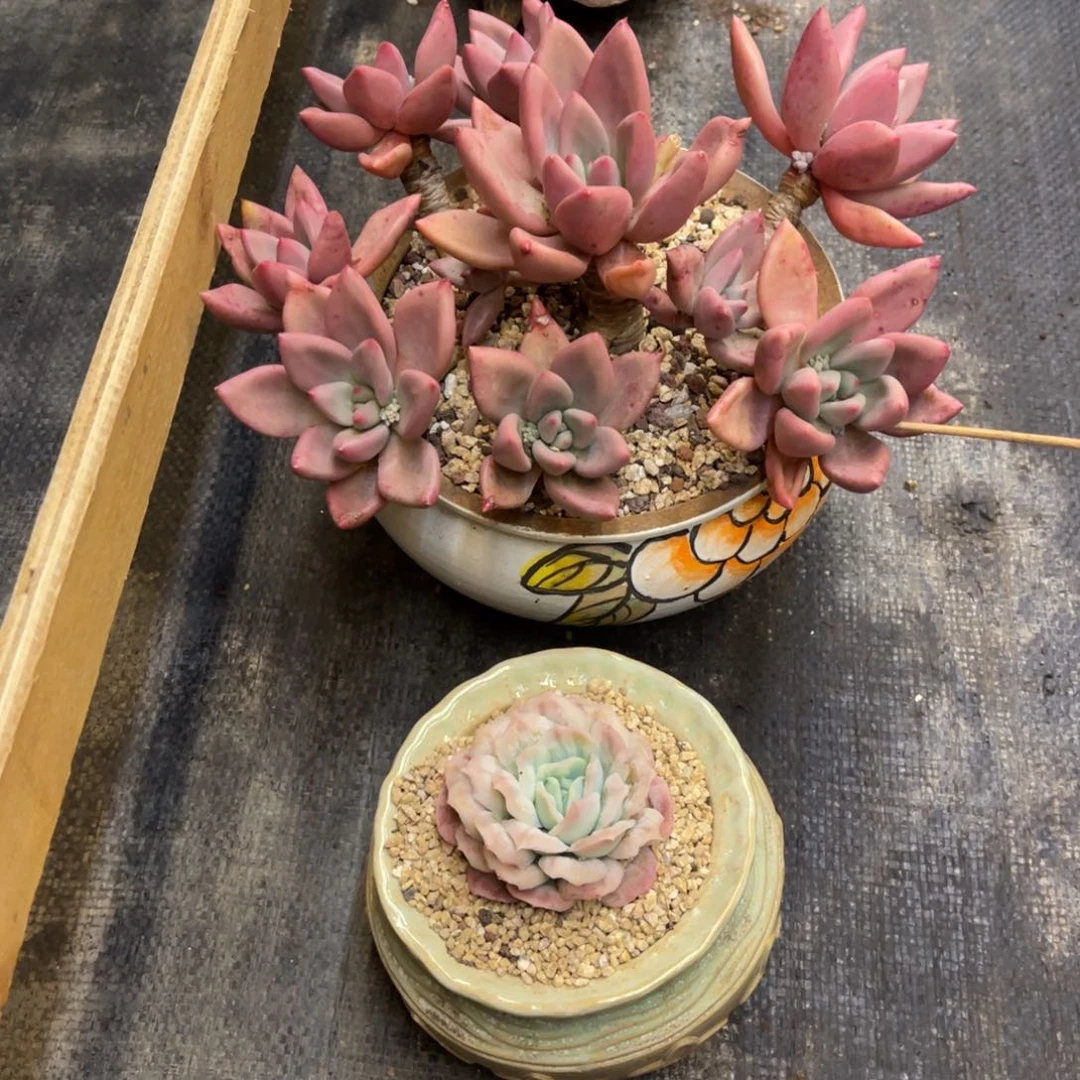 小**.152659299229252