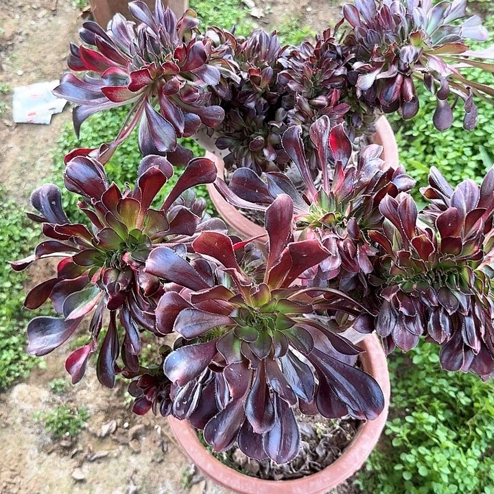 花蝴蝶缀我胖我任性俩颗