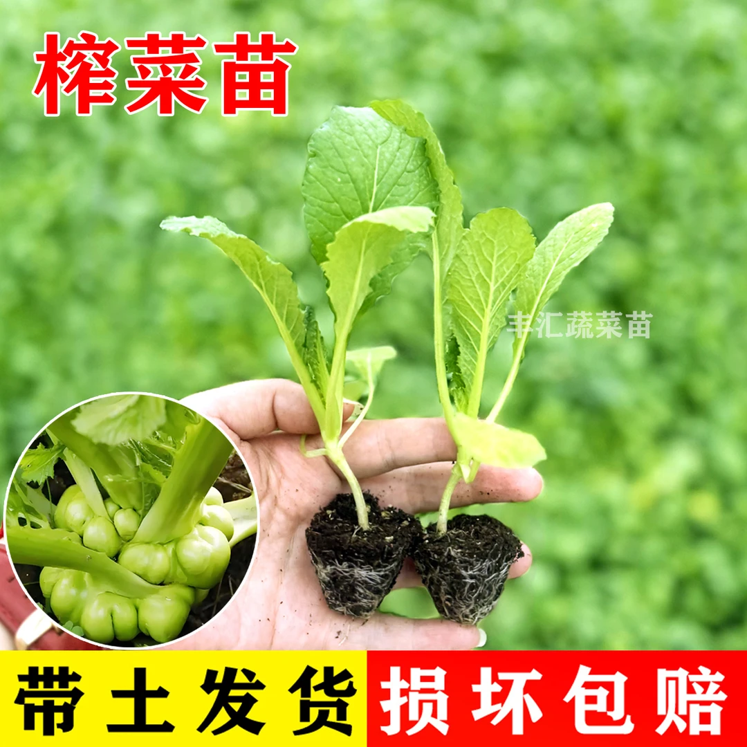 榨菜苗秧苗带土菜心种子大头菜芥菜疙瘩耐寒青头菜腌制咸菜苗菜苗