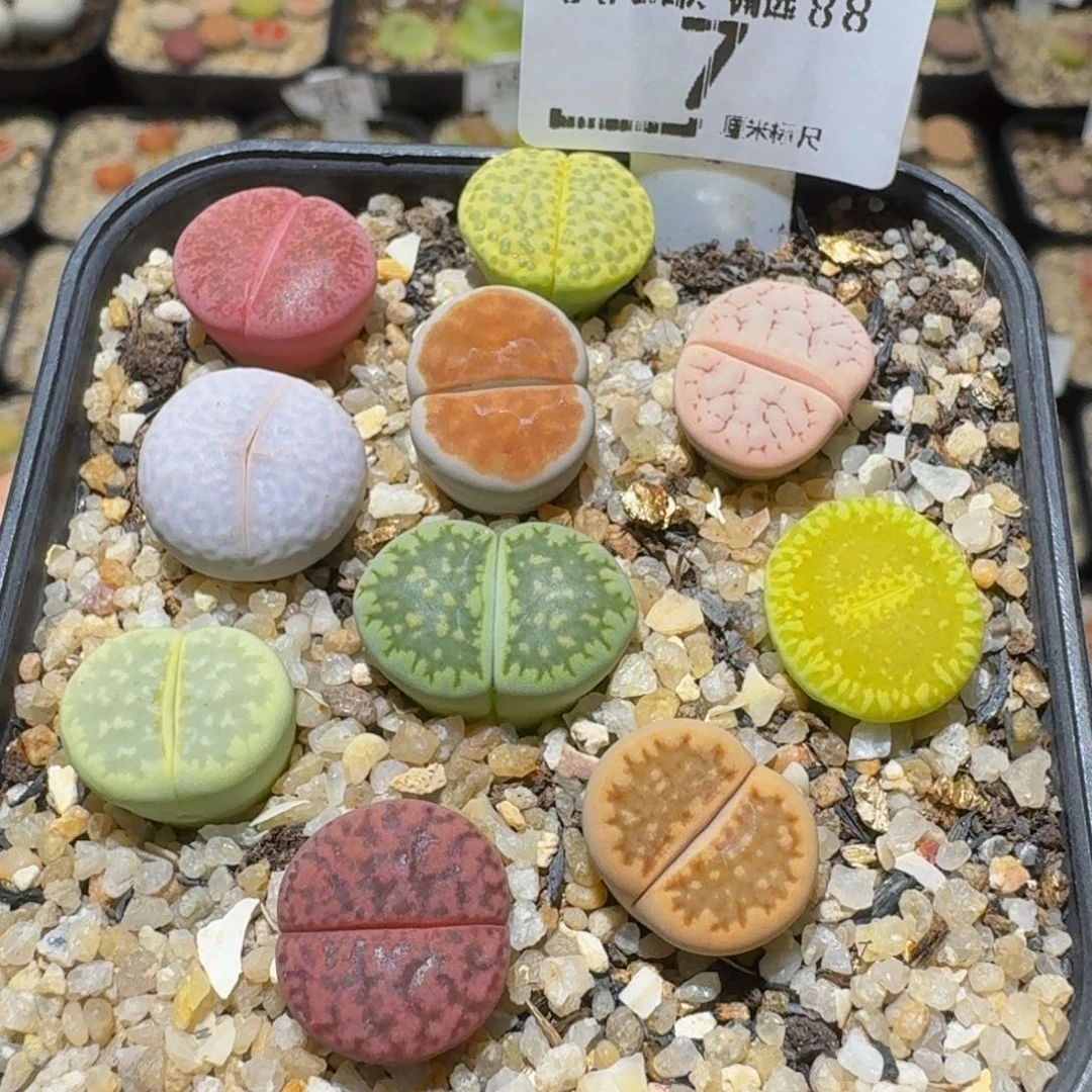 Sssss精品生石花7