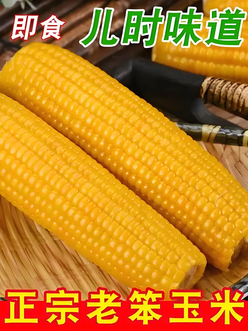正宗东北新鲜老式笨玉米现摘现发【非黏苞米】