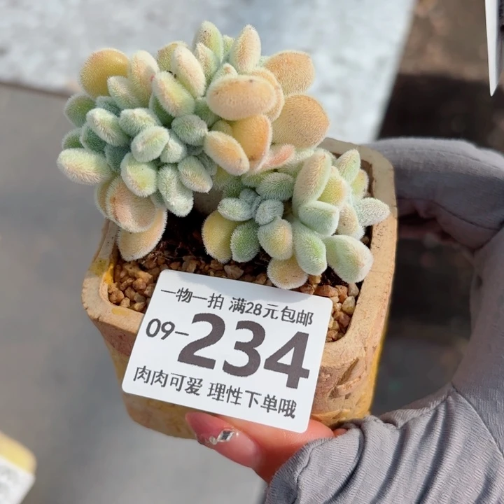 雪晃星缀化多肉植物多肉