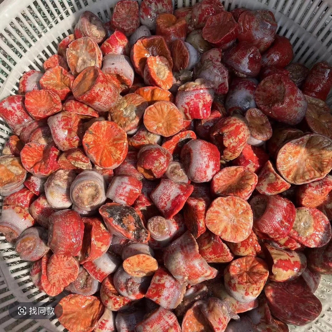 大连红海葵4斤 海定根 海触子 新鲜红沙蒜 海腚根鲜活速冻顺丰