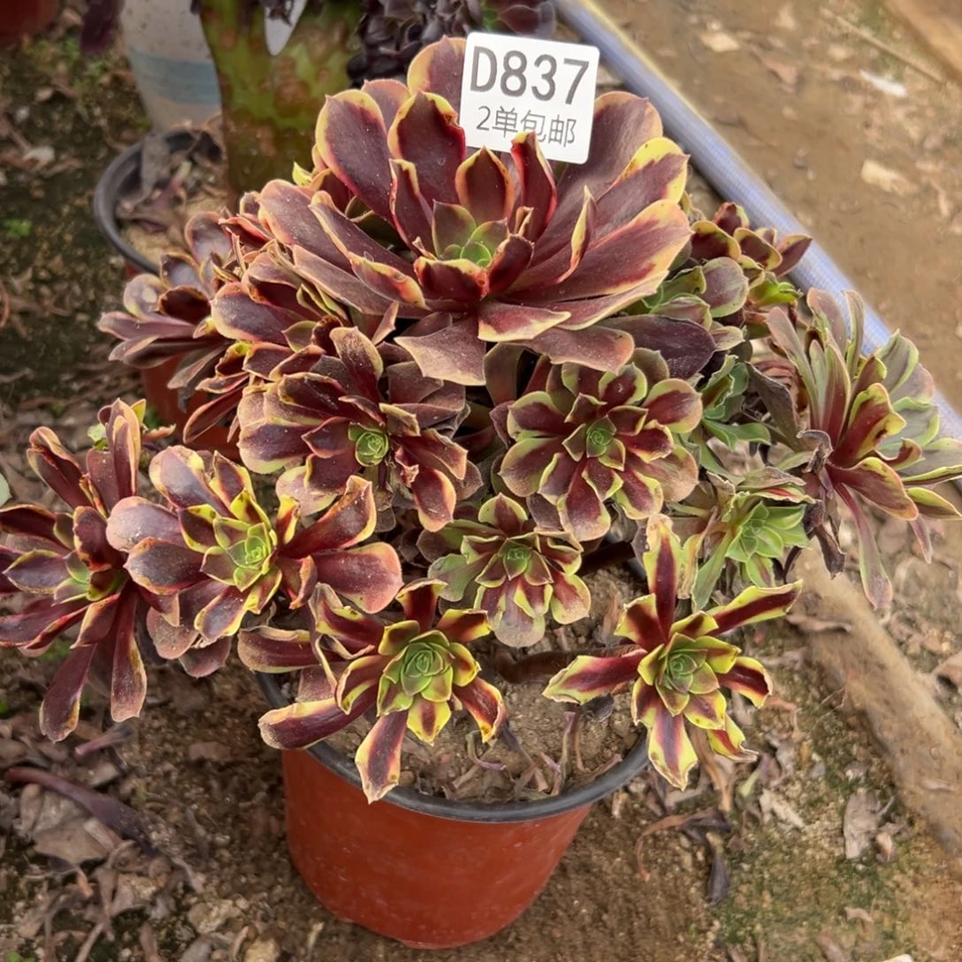 837多肉 欧佳丽不周正福利不包断头