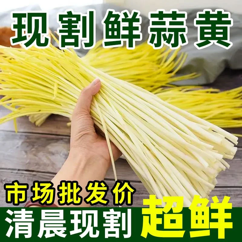 正宗蒜黄韭黄大蒜新鲜蒜黄时令生鲜大蒜苗