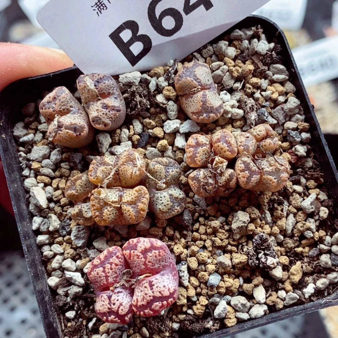 我的小姐姐们都是我的649