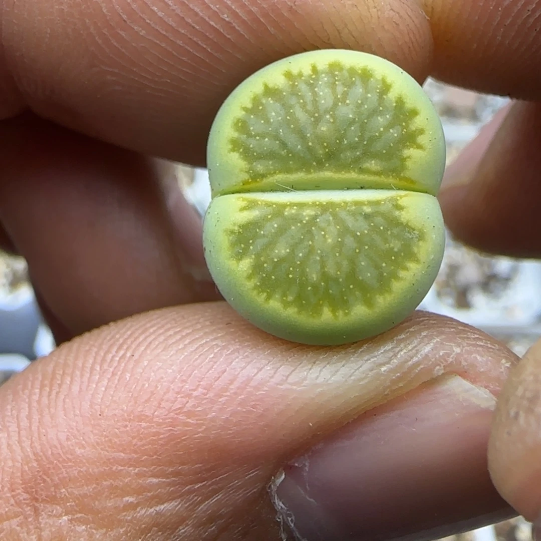 169 生石花大棚直播