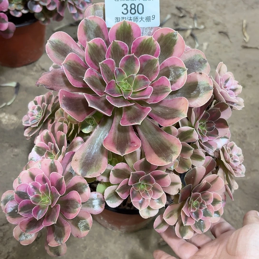 380美杜莎多肉植物法师