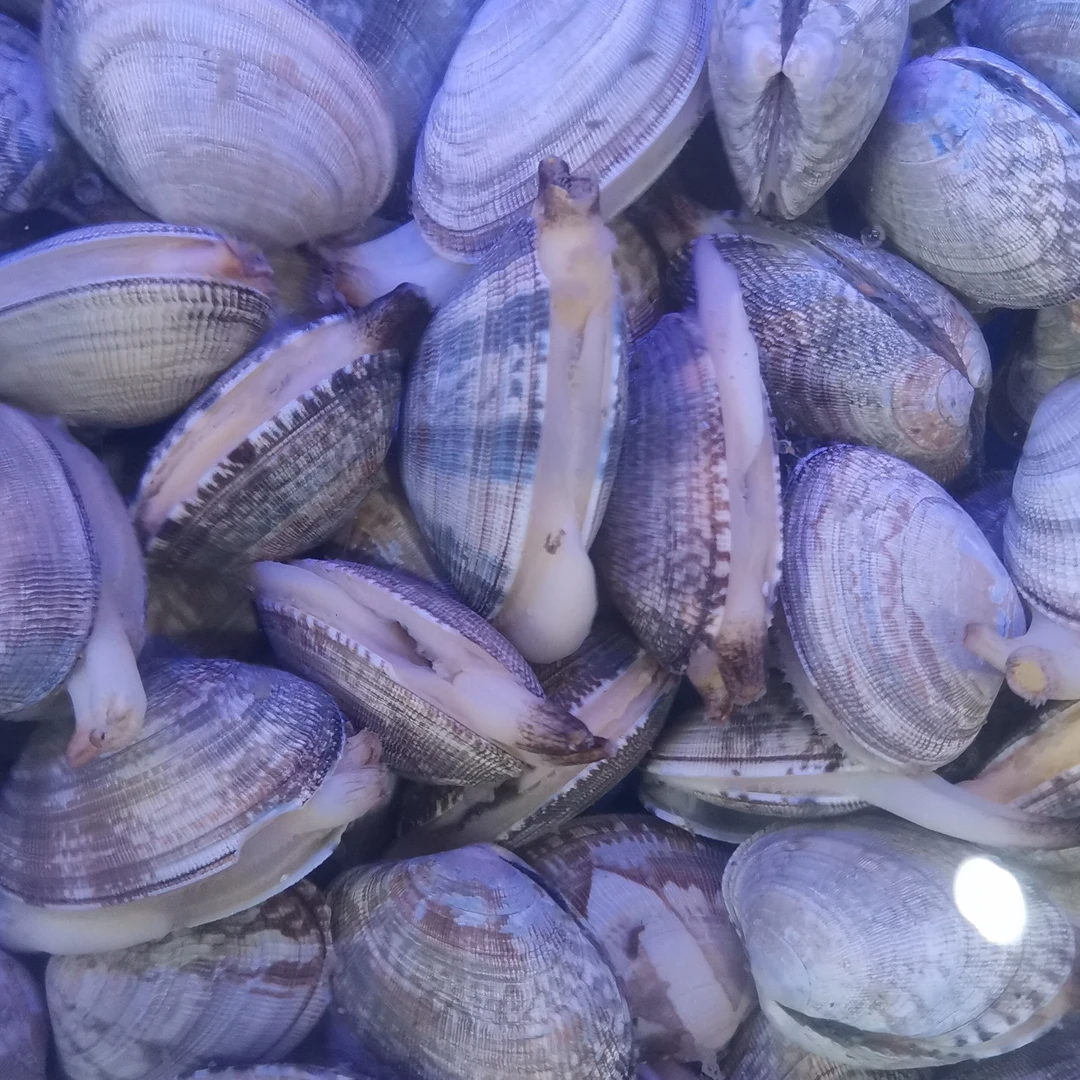 鲜活花甲1斤花蛤去沙蛤蜊贝壳类