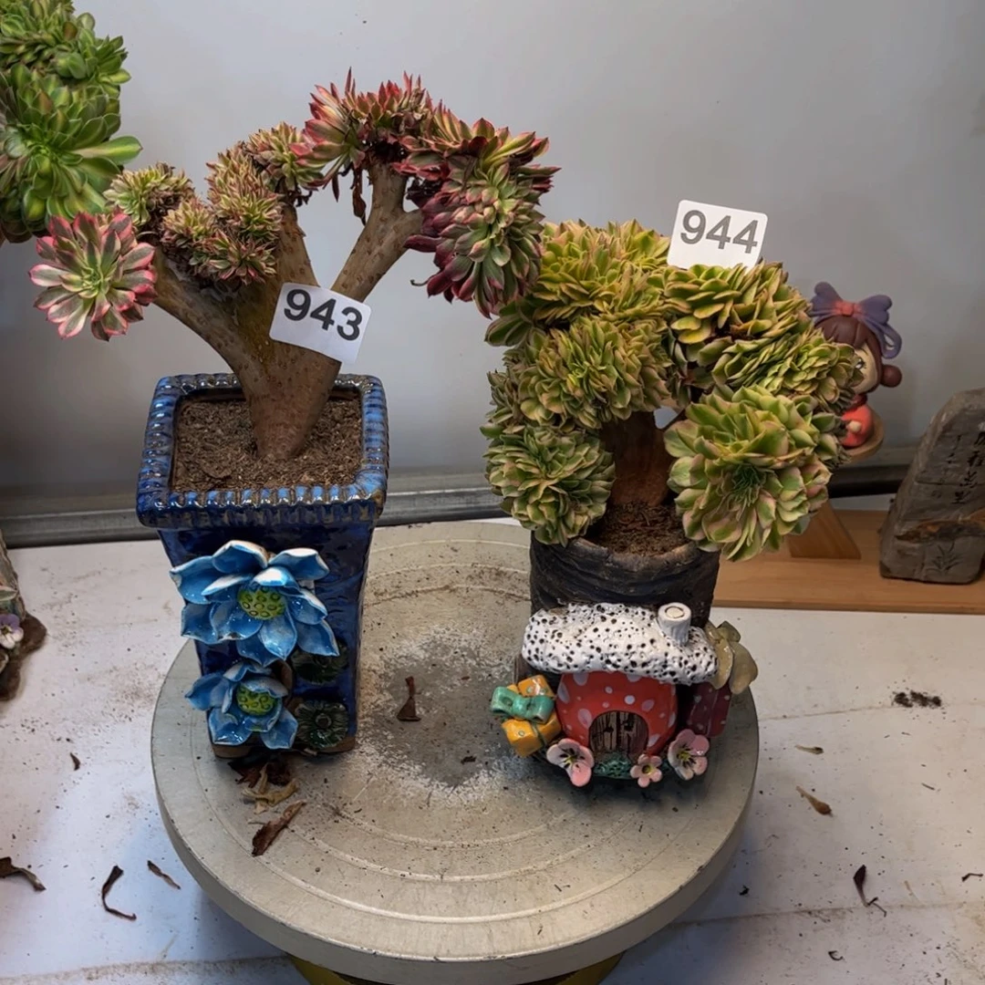 多肉植物2颗944、943