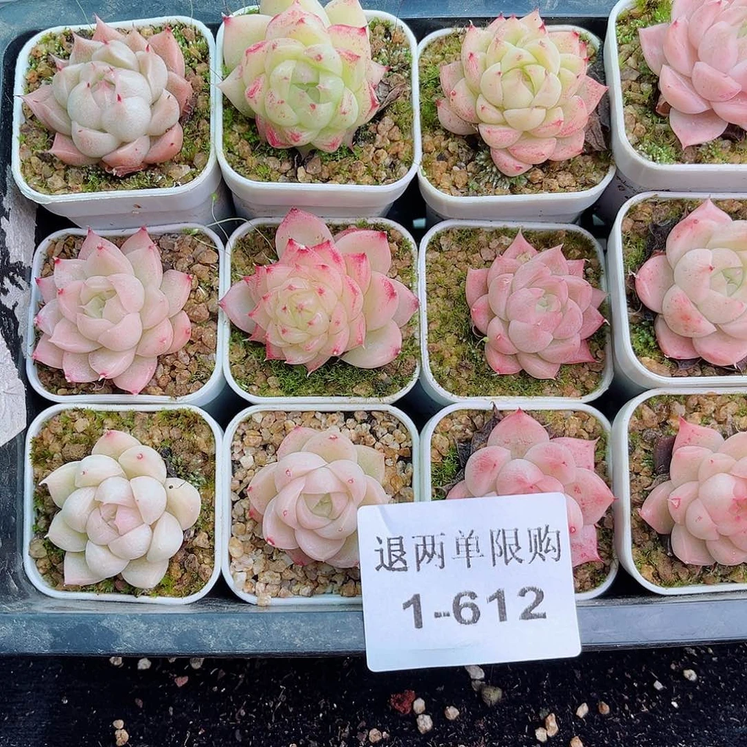 1-612 新疆西藏内蒙不发零度拍保温箱不拍不包损